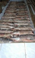 Delicious Smoked Chum Salmon
