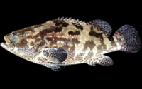 Live Grouper Fingerlings and Consumption Size