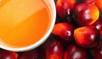 Palm Oil Available For Sale And Export