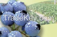 "Hazera" brand seaweed extract fertilizer