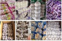 Wholesale Fresh Garlic Pure White Garlic