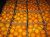 Fresh Oranges