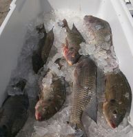Fresh, Caught In The Wild Blue