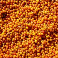 Conseco IQF Seabuckthorn Berry