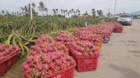 Fresh Dragon Fruit From Vietnam