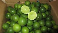 Vietnam Fresh Seedless Lime