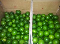 Fresh Seedless Lime From Vietnam