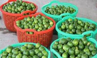 Fresh Seedless Lime From Vietnam