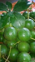 Fresh Booth Avocado From Vietnam With High Quality