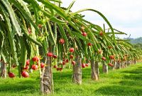 Fresh Dragon Fruit From Vietnam