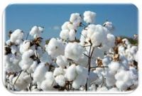 Raw Cotton