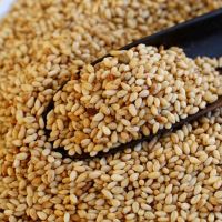 Sesame Seeds