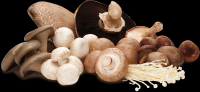 Shiitake Mushrooms