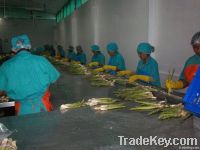 Fresh Green Asparagus