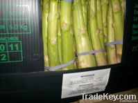 Asparagus In Boxes