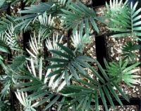 Araucaria seedlings and Encephalartos seedlings