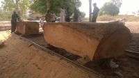 Kosso Wood - Famour Nigerian Good Quality Timber