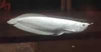 Platinum Arowana