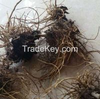 Echinacea roots