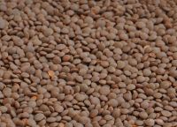 Red Lentil