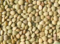 Green Lentils