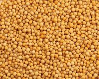 Yellow mustard