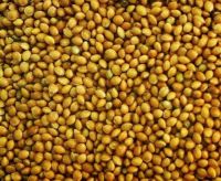 Yellow millet