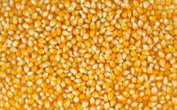 Corn yellow for animal feed