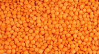 Lentils, Pulses, Chickpeas, Beans, Peas, Canola Seed, Sugar, Rice From Canada