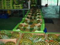 MD2, Class A Fresh Golden Pineapples From UK