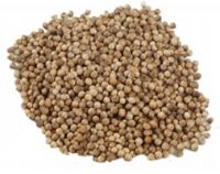 Coriander Seeds