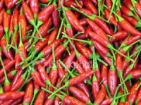 eye birrd chili