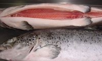 Salmon Fish