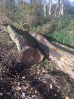 German Poplar Round Logs