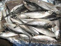 Frozen Mackerel Fish