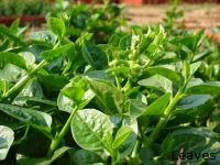 Vegetable