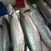 Fresh Chilled Fish