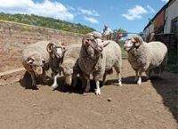 Top quality Live Awassi sheep