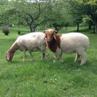 Healthy Live Awassi sheep / Merino sheep / Dorper Ewe Sheeps and Lambs For Sale