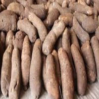 High Quality Fresh Yam Supplier