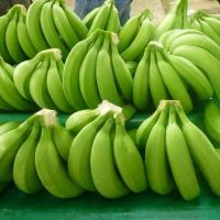 Fresh Green Cavendish Banana supplier