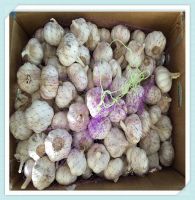 Wholesale Fresh White Garlic