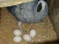 Grey Parrot available