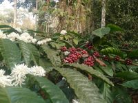 Coffee beans robusta and arabica