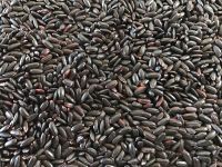 Black And Red Rice From South America