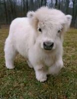 Miniature Highland and mini cow's