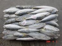 Blue Scad, Bonito, Golden Pompano