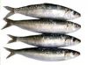 Frozen Mackerel, Sardine, Sardine Lemuru