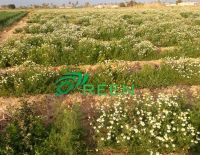 Chamomile Flower 