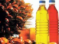 Palm Oil